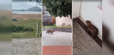 Capivara atravessa avenida e entra na garagem de hotel em Vitória