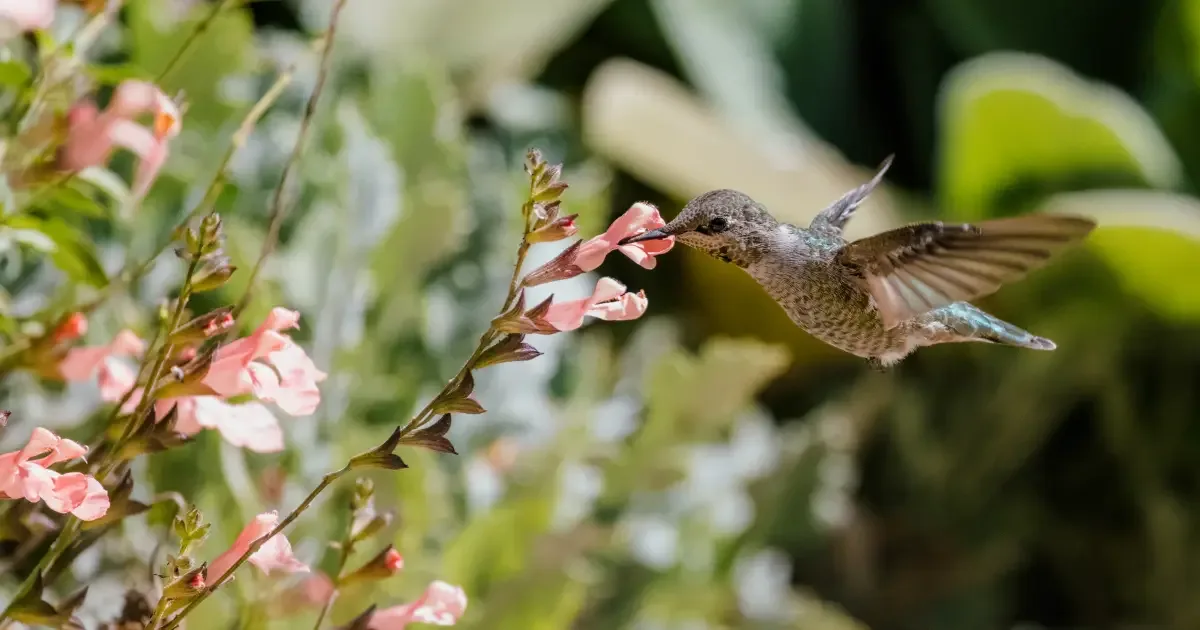 Como manter um jardim favorável à fauna durante o inverno
