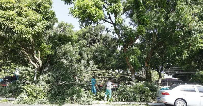 Árvore caída afeta trânsito na avenida Duque de Caxias, em Belém