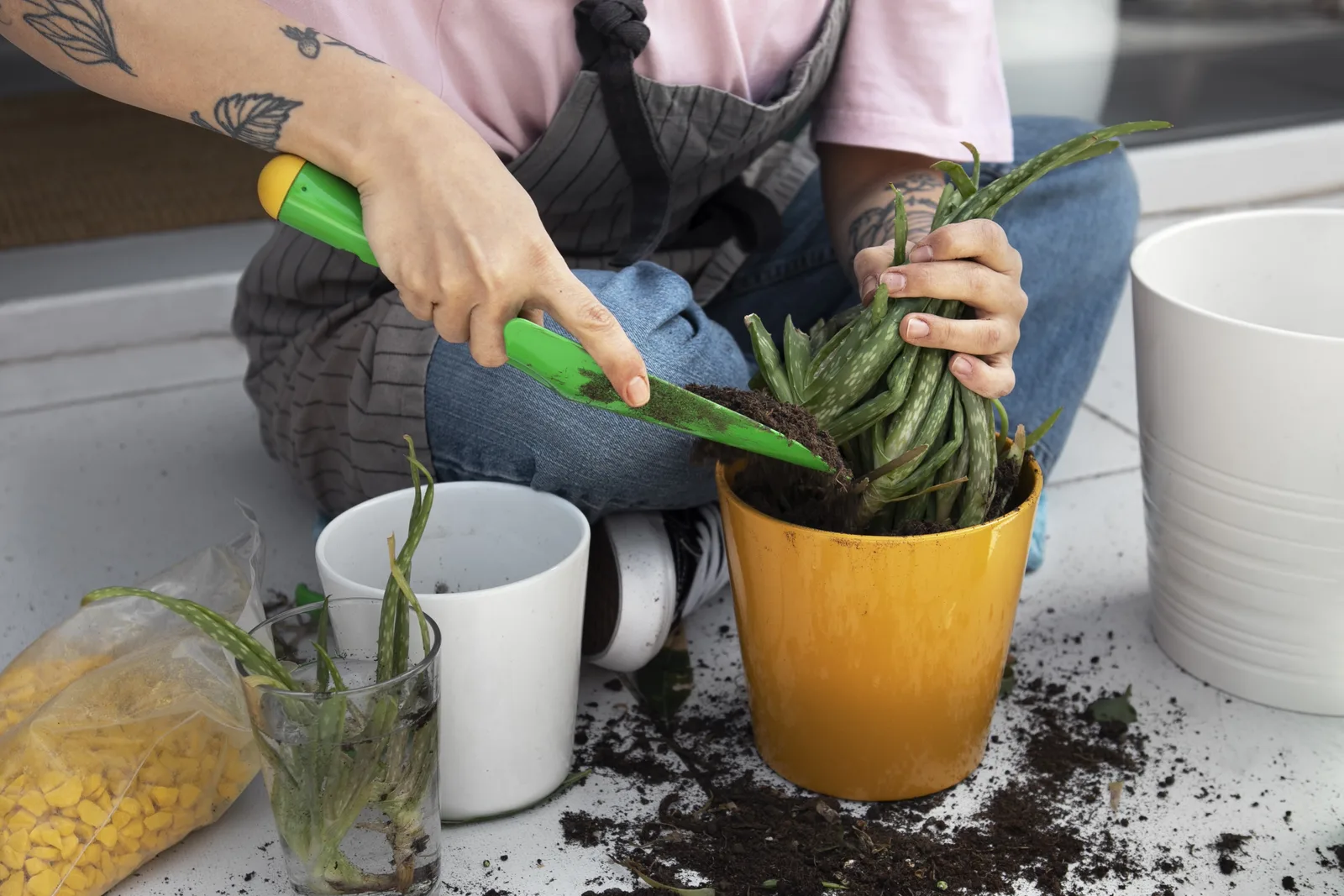 Como saber se a planta precisa de um vaso maior