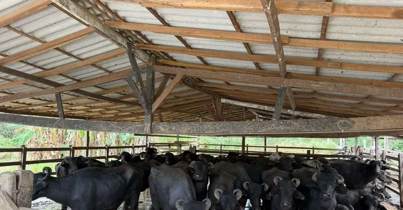 Vídeos levam Ministério Público a revisar condições de matadouro em Muaná