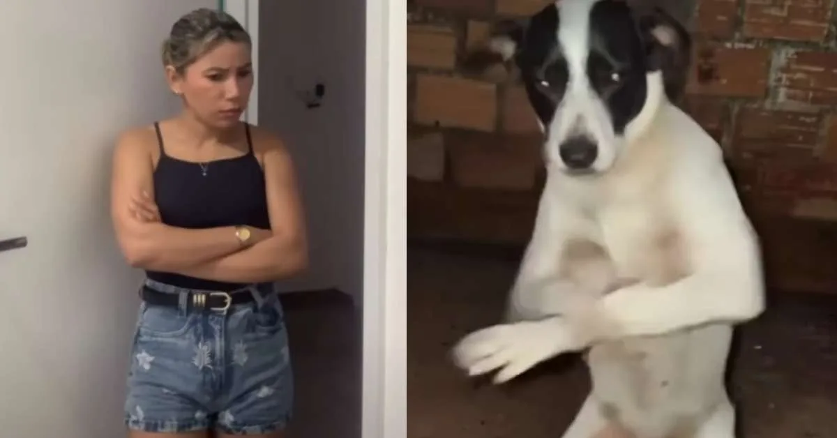 Vídeo feito com IA mostra cachorro dançando tecnobrega e diverte internautas