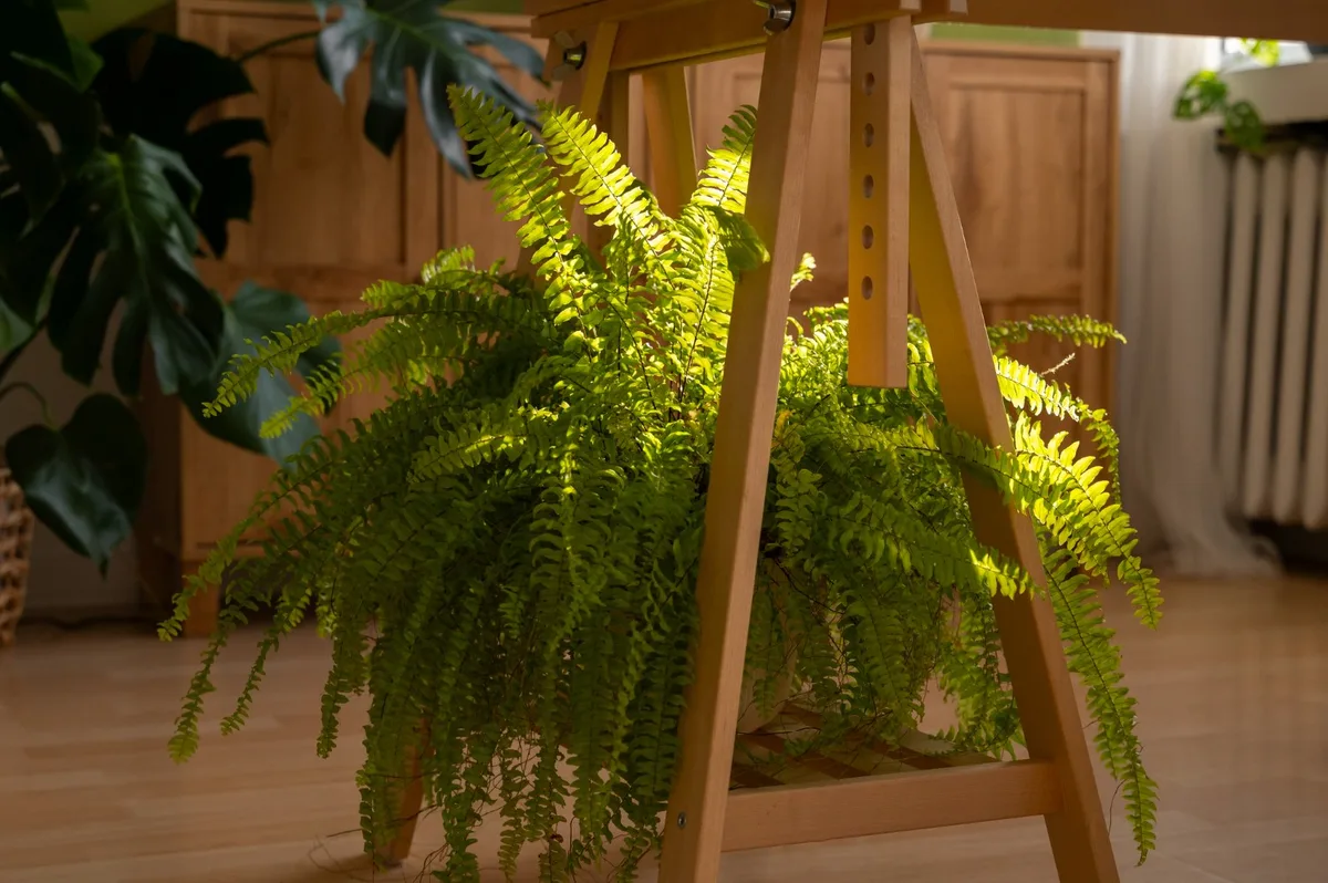 Plantas dos anos 80 que voltaram a ocupar espaço dentro de casa