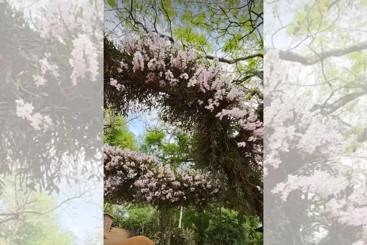Cuidado diário faz orquídeas ocuparem árvores às margens de rodovia