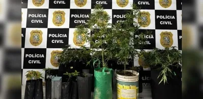 Homem é preso e 15 pés de maconha são apreendidos na Serra