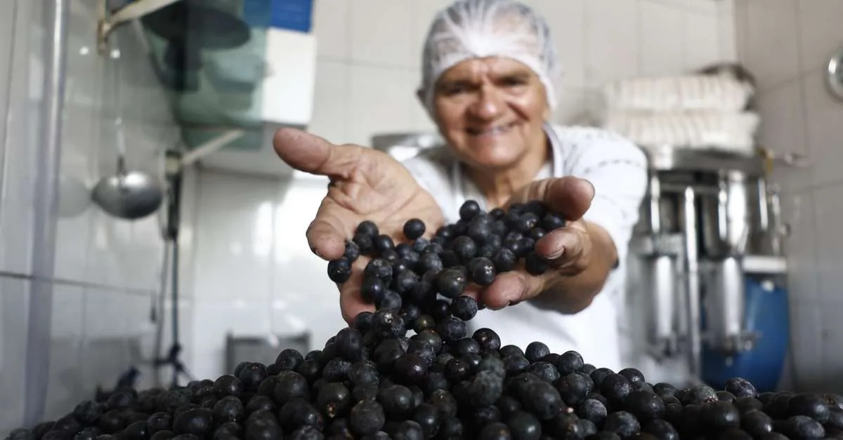 Açaí cai pelo quarto mês em Belém, mas litro do tipo grosso custa até R$ 50
