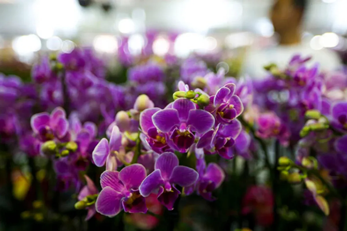 Orquídeas podem ir além dos vasos; saiba como manter a planta em casa