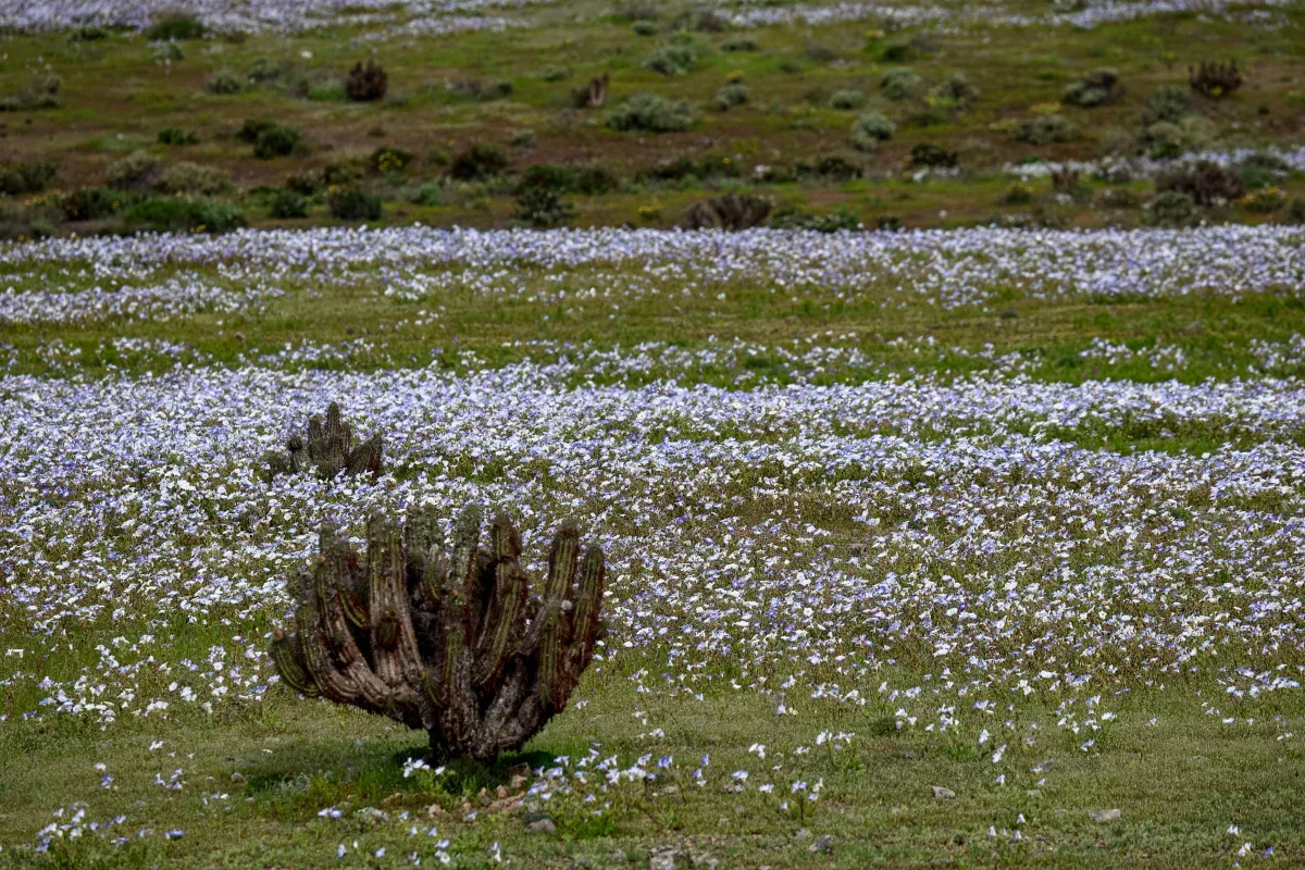 Chuvas fazem florescer cerca de 200 espécies no Deserto do Atacama