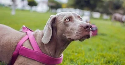 Peitoral canino exige medida correta e conferência antes do passeio