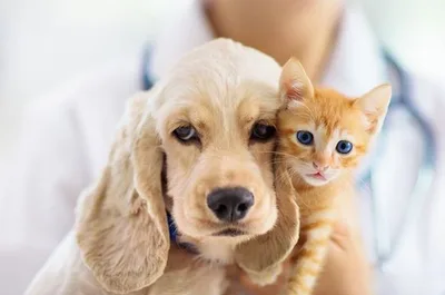 Exercício ilegal da Medicina Veterinária passa a ser crime no Brasil