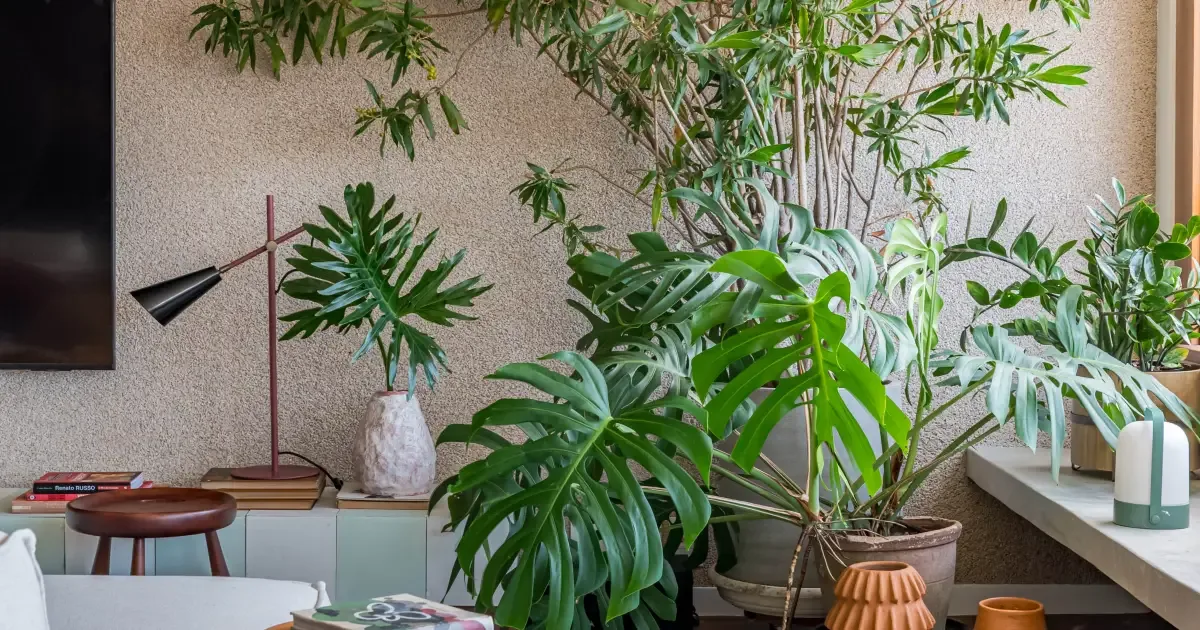 Plantas domésticas podem agravar rinite e asma, alerta médica