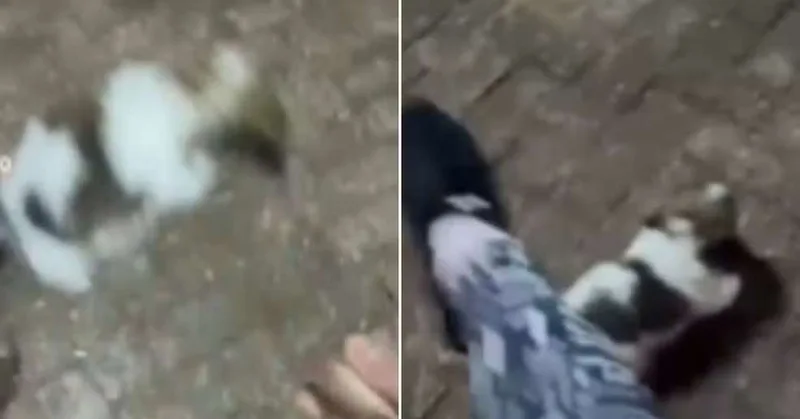 Influenciadora é detida em Aquidauana após agressões contra filhote