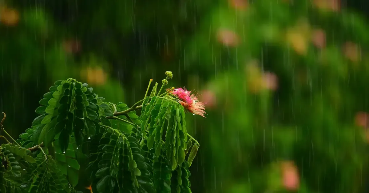 Como cuidar das plantas após períodos de chuva e evitar fungos e pragas