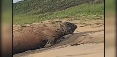 Animal silvestre descansa em praia de Linhares; orientação é manter distância