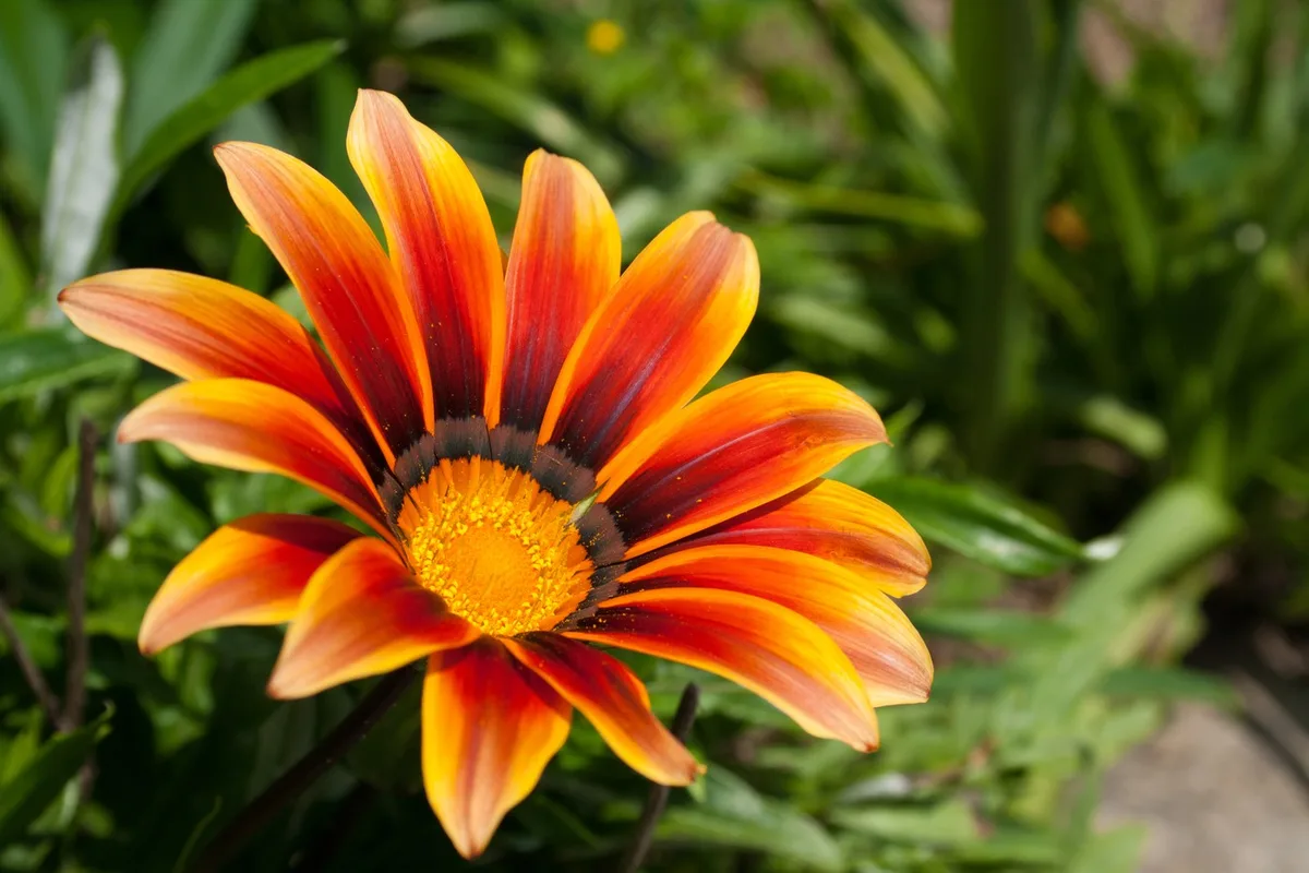 Gazânia: como cultivar a flor que se abre com a luz do sol