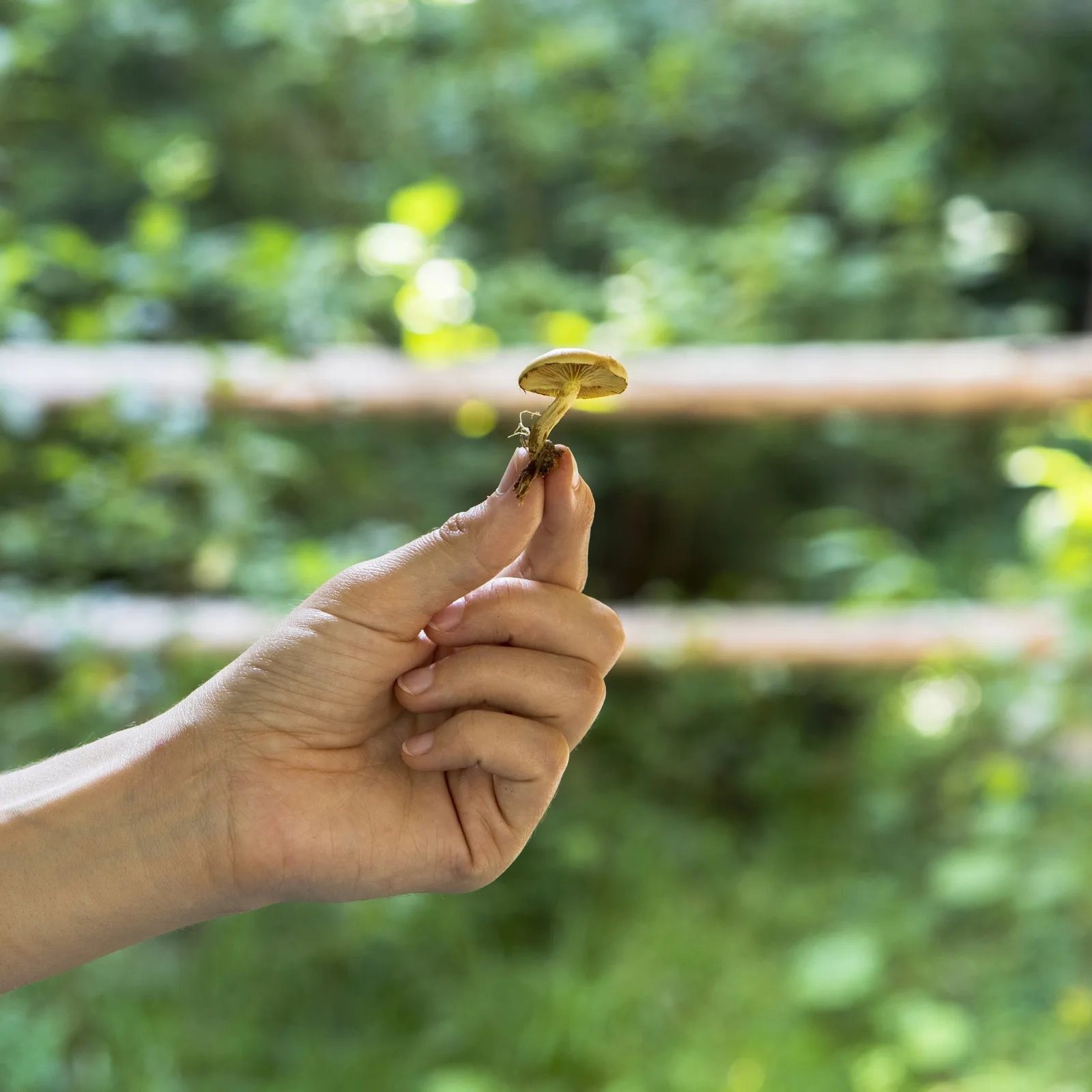 Guia para cultivar cogumelos em casa com controle de umidade e higiene