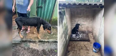 Homem é preso em Guarapari após cães serem encontrados em condições inadequadas