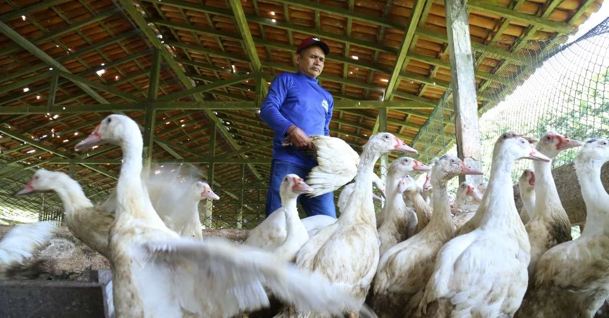 Procura pelo Círio eleva produção de patos e mantém preço de até R$ 200 por ave