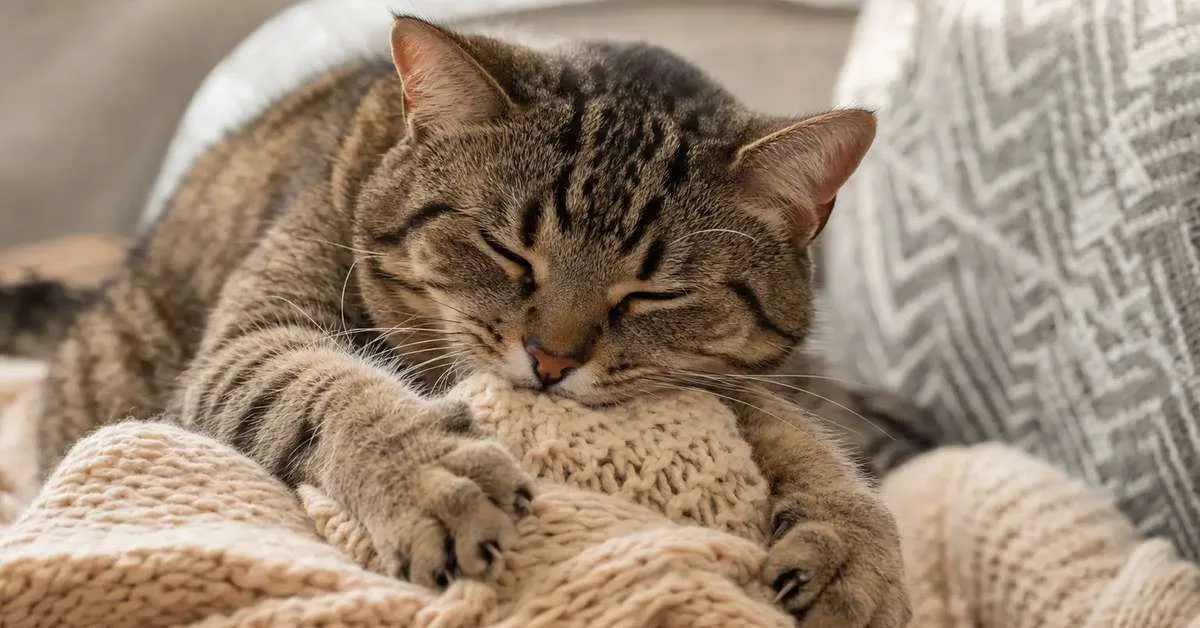 Por que gatos mordem cobertores e amassam tecidos com as patas