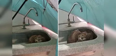 Guarda resgata coruja que estava presa em pia de comércio em Vila Velha