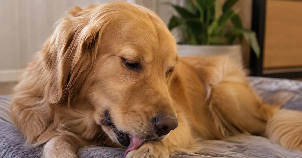 Lambedura excessiva das patas pode indicar problemas em cães