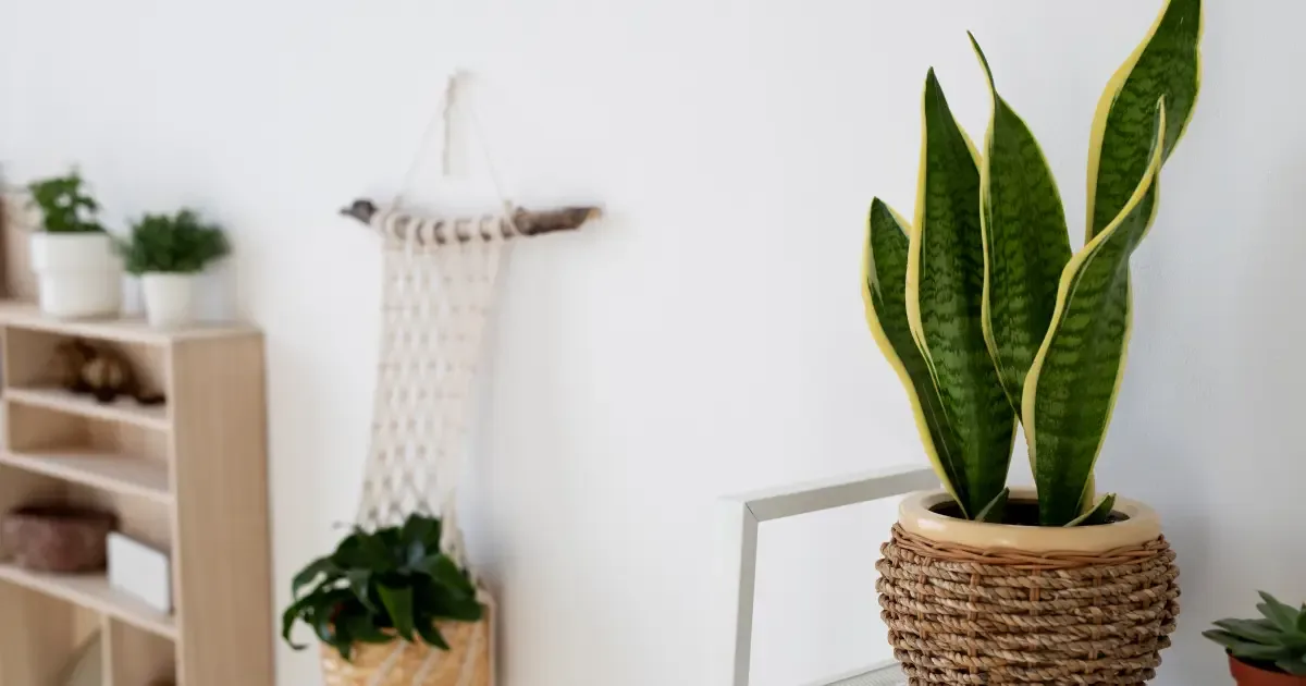 Plantas simbólicas para deixar perto da entrada de casa