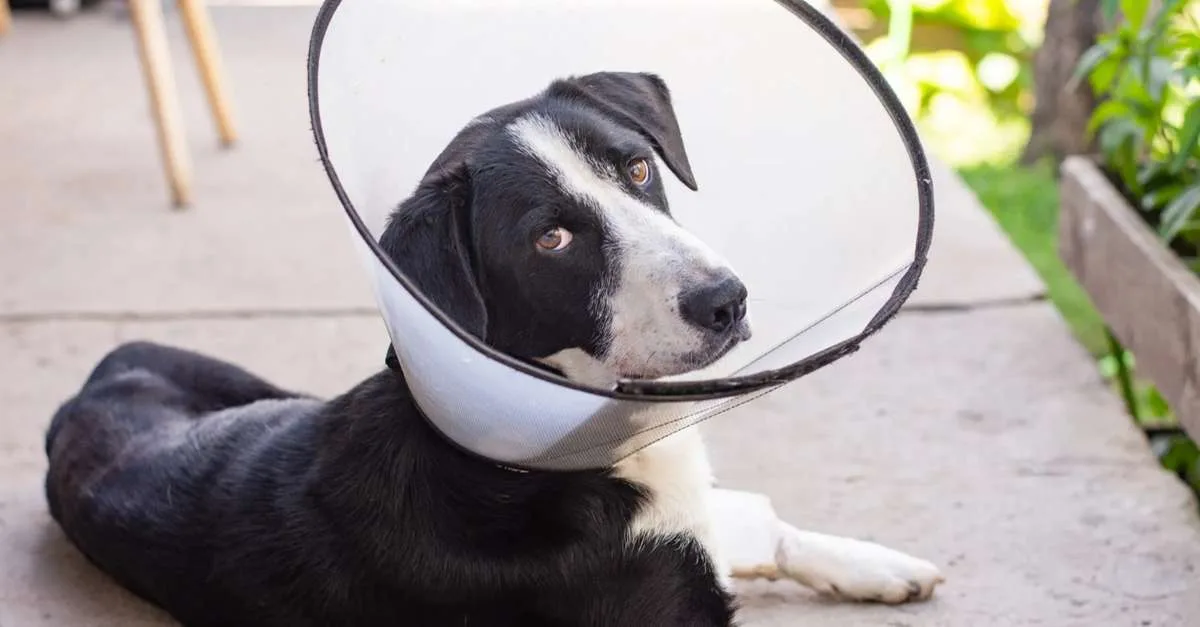 Colar elizabetano: cuidados para proteger cães e gatos na recuperação