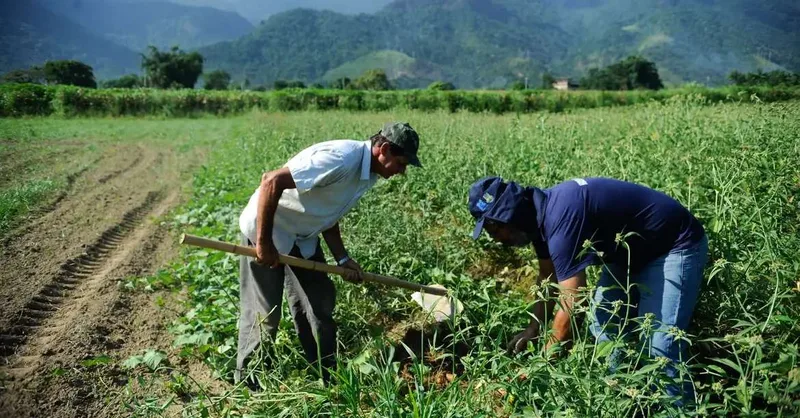 Produtores do Pará têm novas condições para renegociar crédito rural