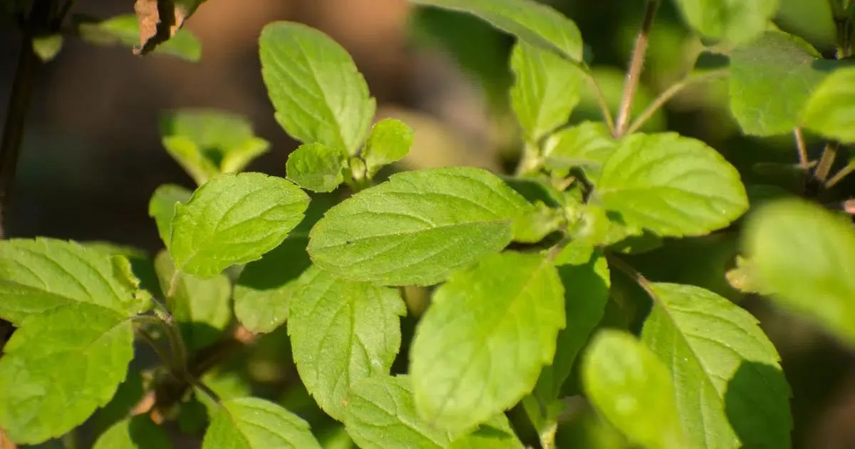 Tulsi ganha atenção por compostos estudados e por não conter cafeína