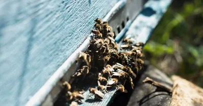 Enxame de abelhas deixa mulher e duas crianças feridas no Pará