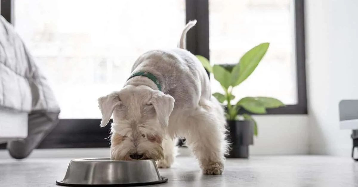 Como escolher a altura adequada do comedouro para o cachorro