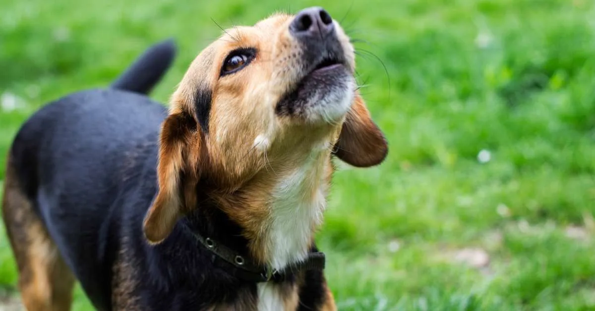 Projeto com 55 mil cães testa caminhos para retardar o envelhecimento
