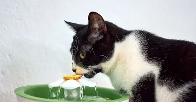 Fonte para gatos pode estimular hidratação, mas exige limpeza regular