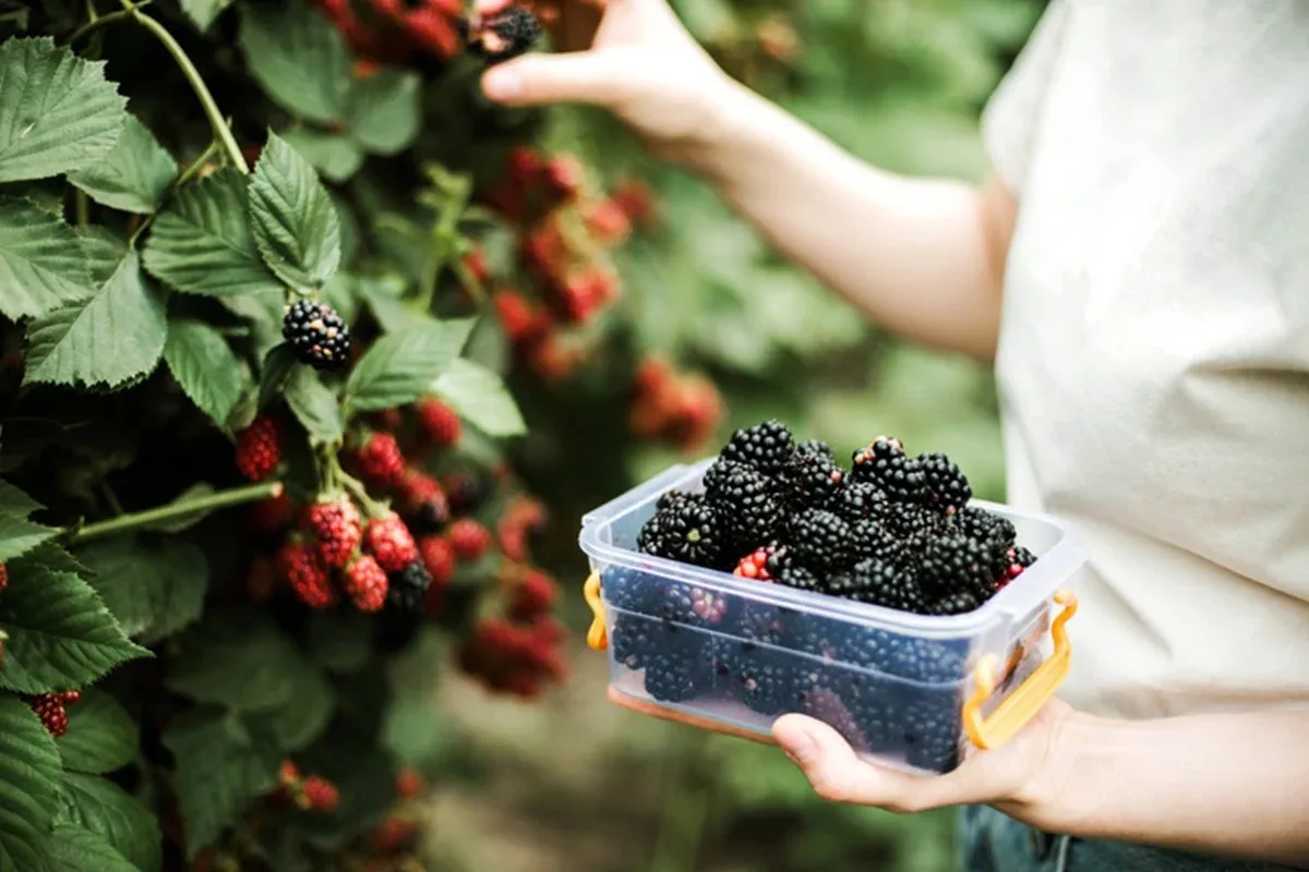 Amoras, cerejas e laranjas: frutas que apoiam pele e coração