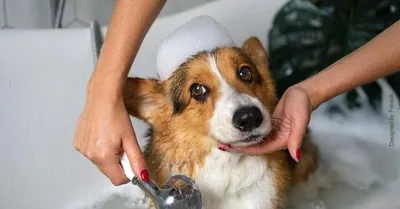 Como escolher shampoo para cachorro de acordo com a idade e a pele