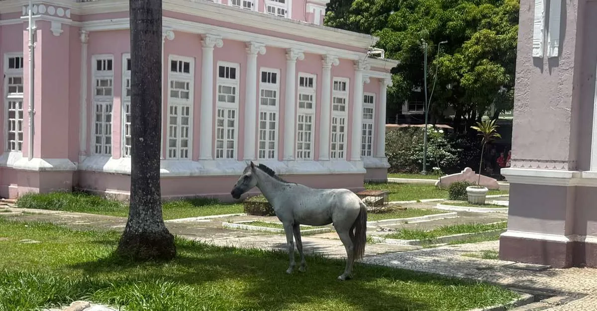 Cavalo é localizado sozinho na praça da República, em Belém